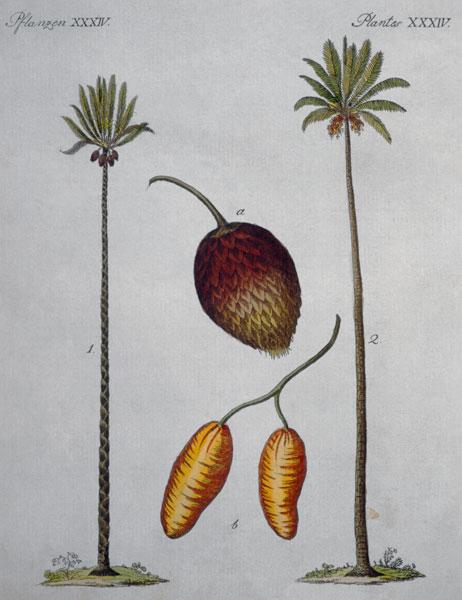 Palm Trees / From Bertuch, 1796