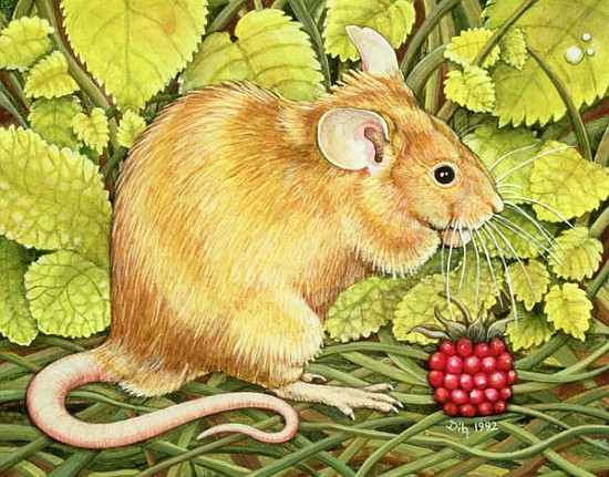The Raspberry-Mouse  from Ditz 