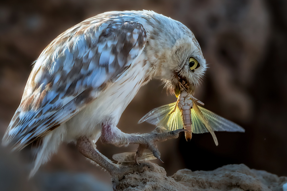 Peeping owl eating dragonfly from Abdelkader Allam