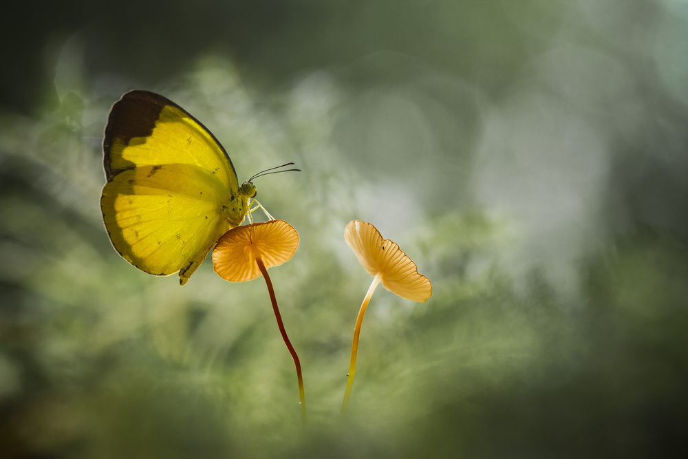 Yellow Butterfly on Mushroom from Abdul Gapur Dayak
