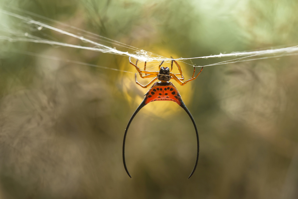 Long Horned Spider from Abdul Gapur Dayak