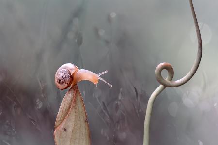 Snail On Nephentes Plant