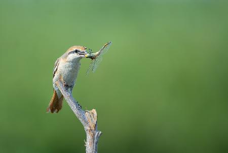 Shrike feast