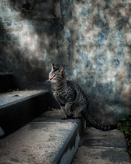 A street cat in a rainy day