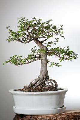 Bonsai