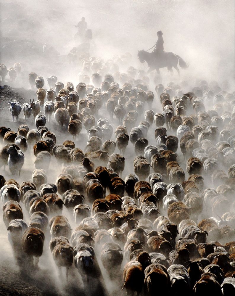 The Great Migration of China from Adam Wong