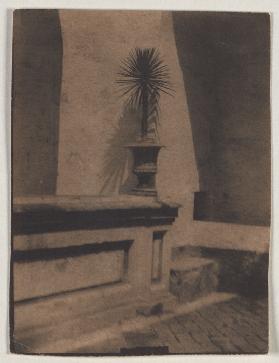Pot With a Small Palm Tree in Front of a Wall