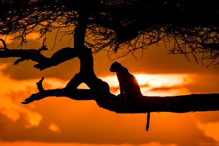 Sunset cheetah silhouette
