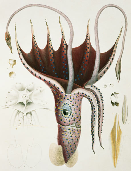 Squid, Pl.2 from ''Histoire Naturelle Generale et Particuliere des Cephalopodes Acetabuliferes'', pu from (after) Antoine Chazal