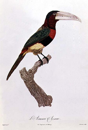 Azara Aracari; engraved by Barriere from (after) Jacques Barraband