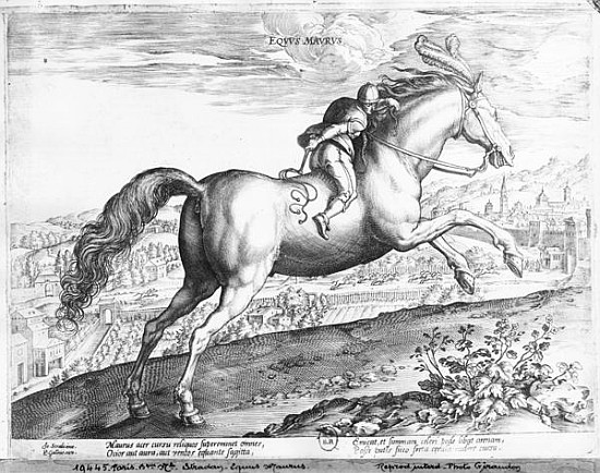 Equus Maurus from (after) Jan van der (Joannes Stradanus) Straet