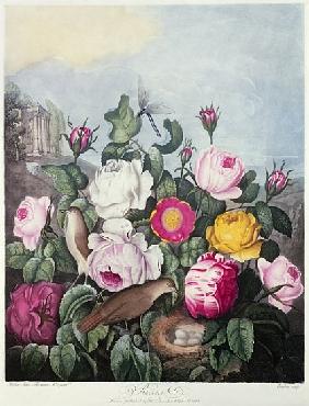 Roses; engraved by Earlom, from ''The Temple of Flora'', by Robert Thornton, pub. 1805