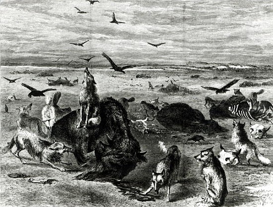 Slaughter of Buffaloes on the Plains, from Harpers Weekly 1872 from (after) Theodore Russell Davis