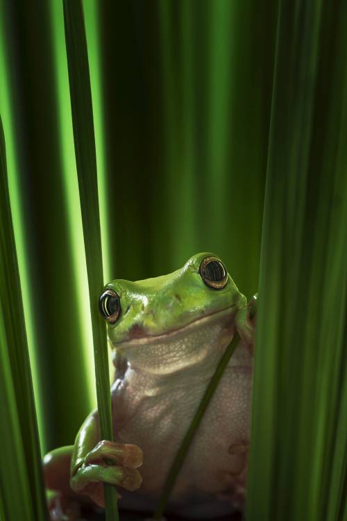 Green Frog from Ahmad Gafuri