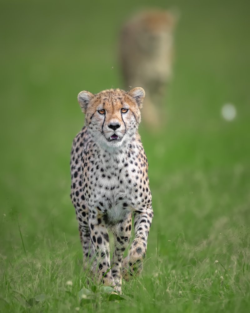 Cheetah from Ahmed Sobhi