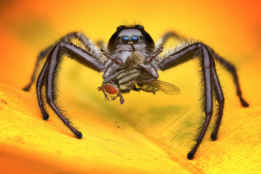 Gigantius Jumping Spider from Ajar Setiadi