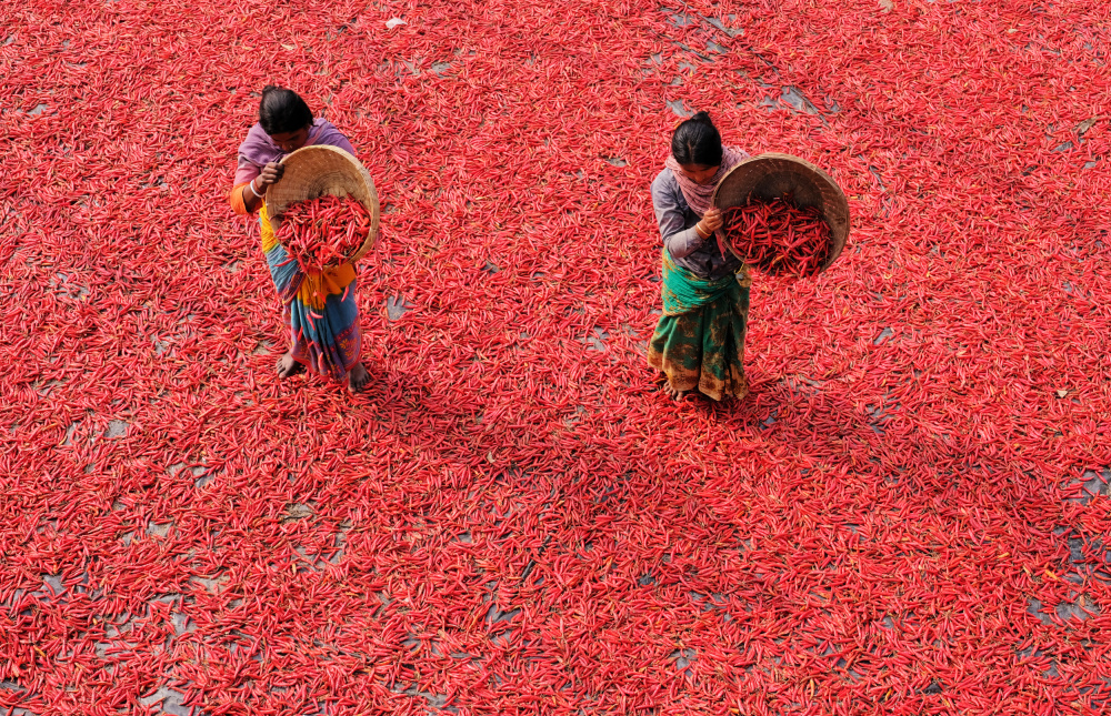 Red Chili from Ajit Kumar Majhi