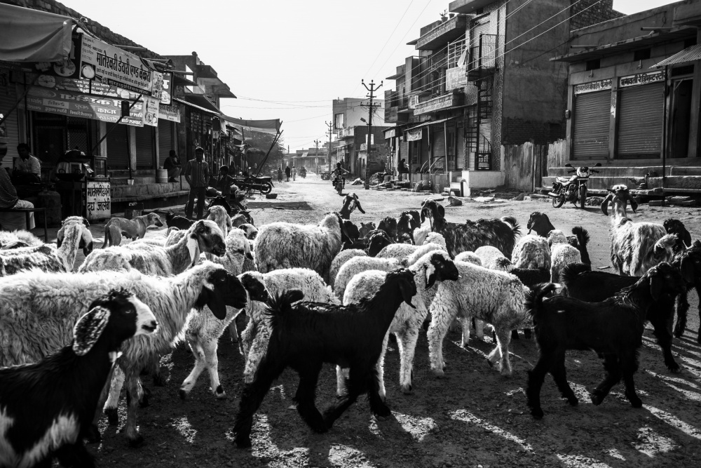 A Flock of Sheep in Rohet Village from Ajit Rana