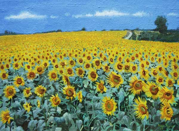 Field of Sunflowers, 2002 (oil on canvas)  from Alan  Byrne
