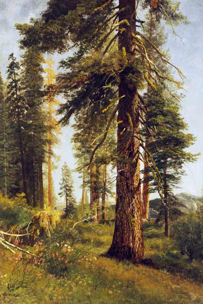 California Redwoods (oil on paper) from Albert Bierstadt