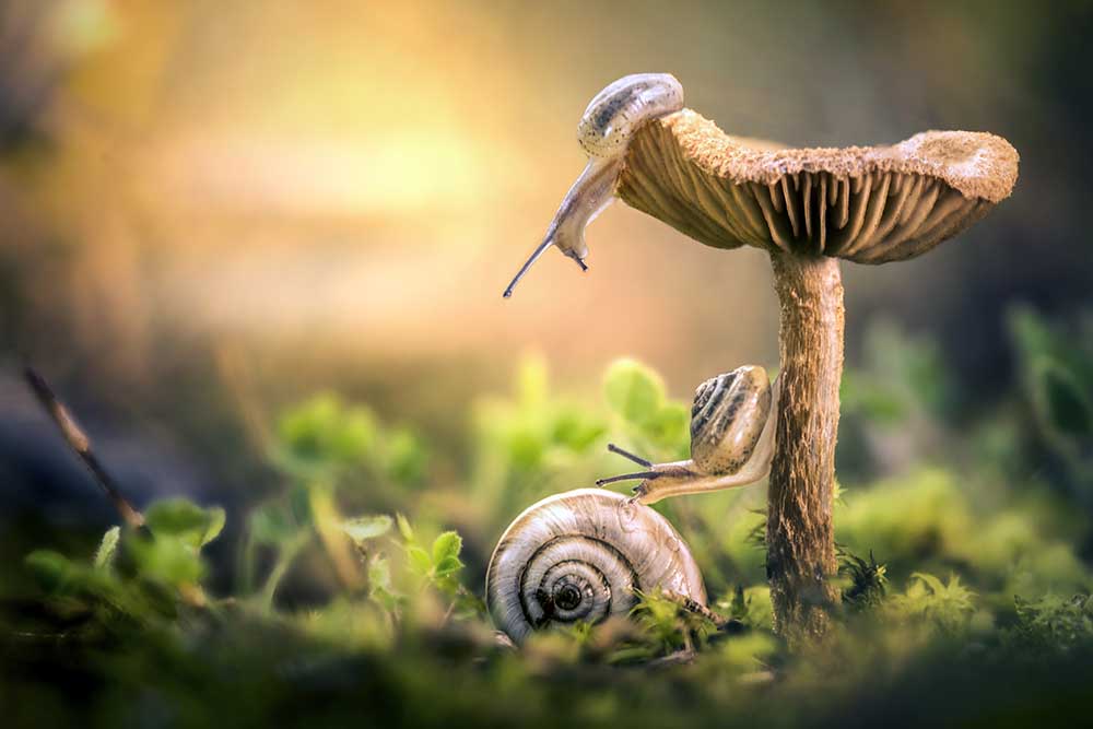 The awakening of snails from Alberto Ghizzi Panizza