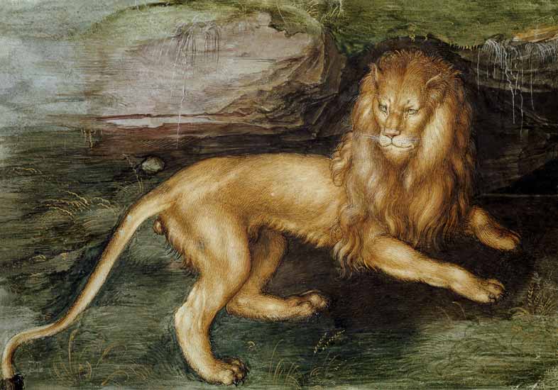 Lion from Albrecht Dürer