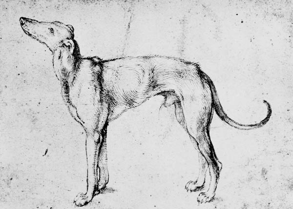 A.Dürer, Greyhound / Draw./ c.1500 from Albrecht Dürer