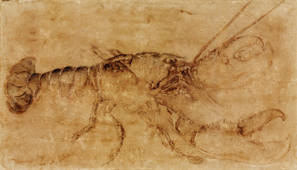 Lobster from Albrecht Dürer