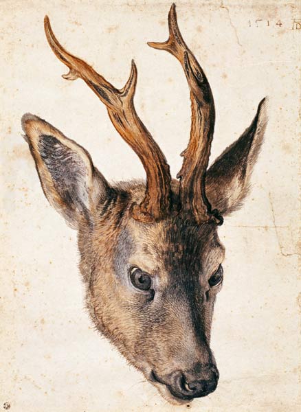 Head of a deer from Albrecht Dürer