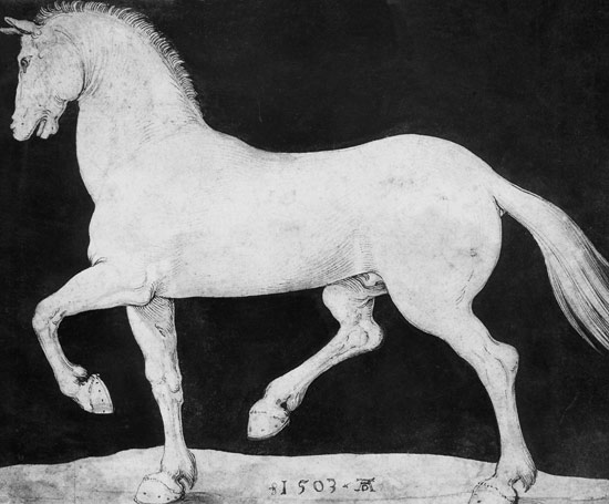 Pferd from Albrecht Dürer