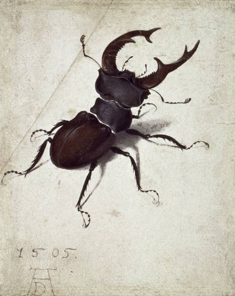 Stag Beetle from Albrecht Dürer