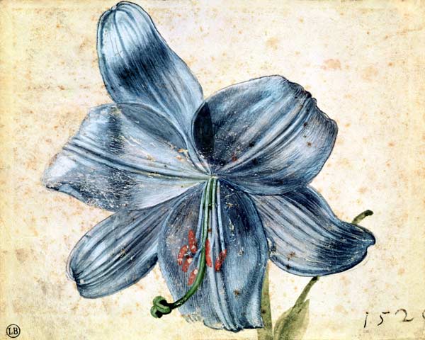Study of a lily from Albrecht Dürer