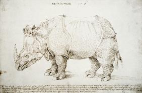 Rhinoceros