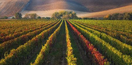 vineyard in Autumn