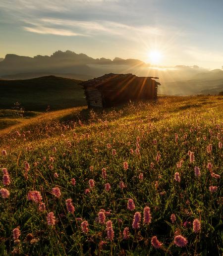 Flowers in the Dolomites