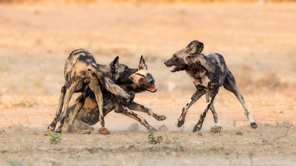 Painted Dogs from Alessandro Catta