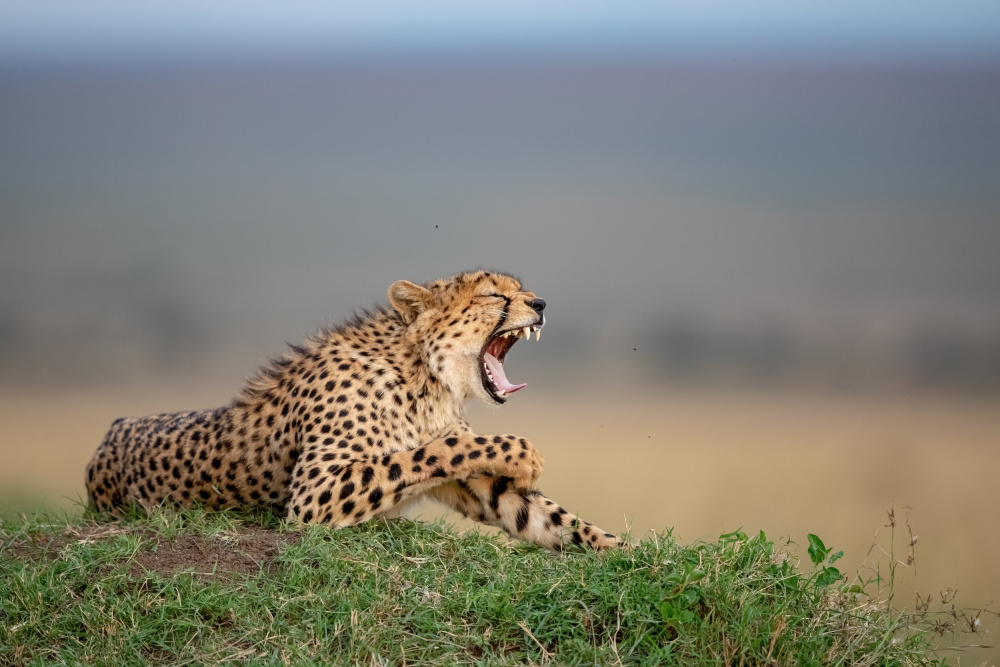 Yawn from Alessandro Catta