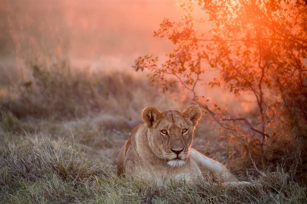 Sunset Lioness from Alessandro Catta
