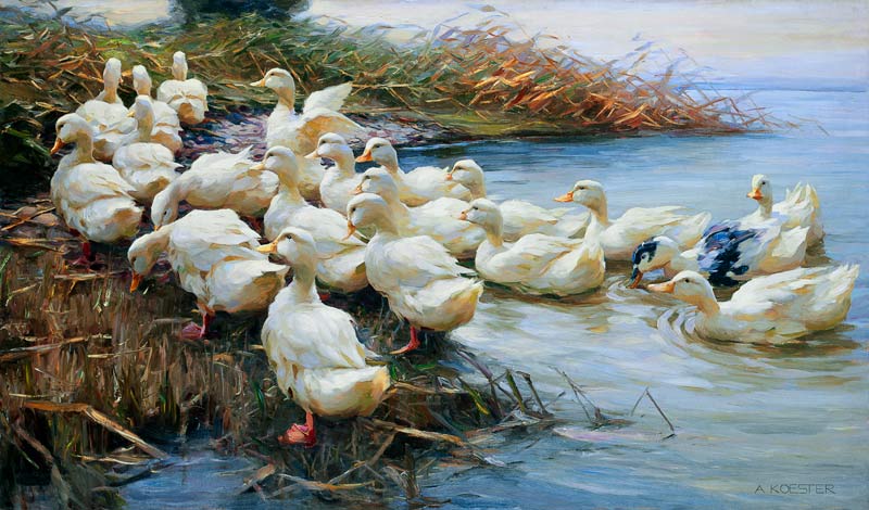 Ducks on the sea shore from Alexander Koester