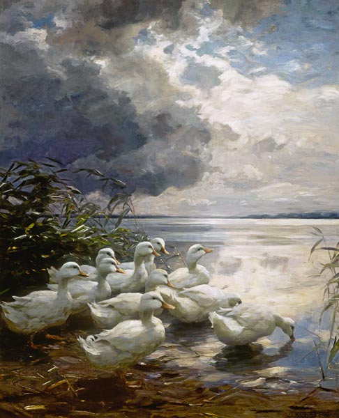 Ducks on an overcast sea shore from Alexander Koester