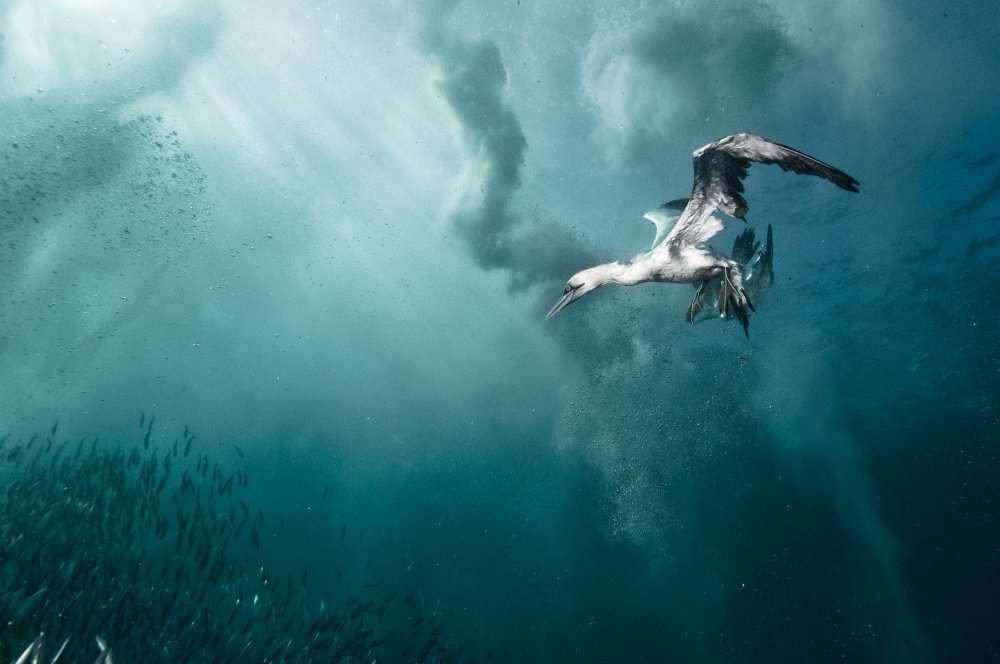 plunge diver from Alexander Safonov