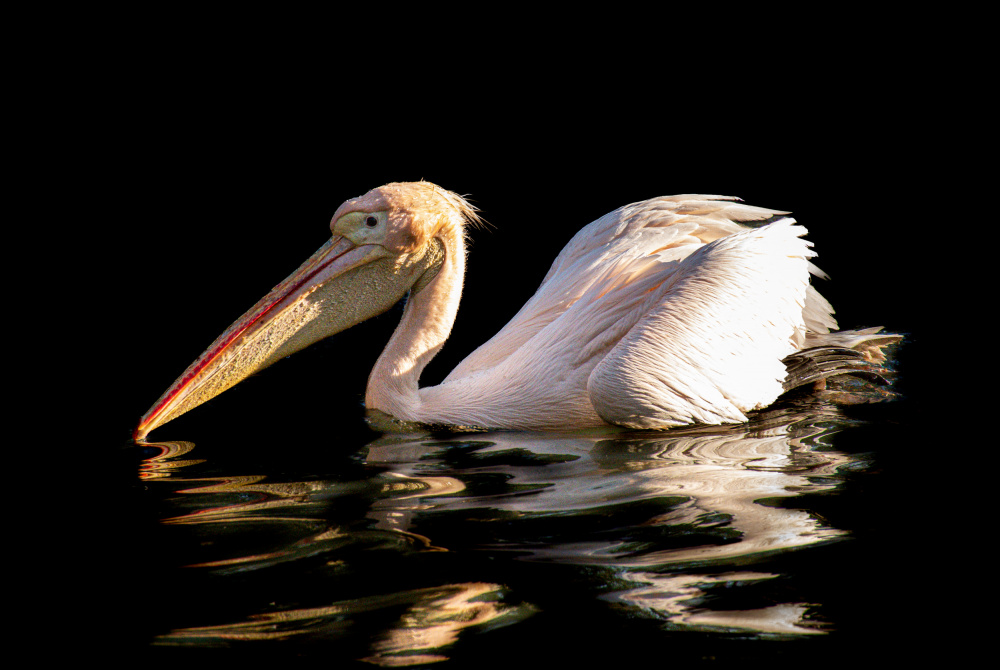 Scrambled pelican from Alexandra Isbasoiu