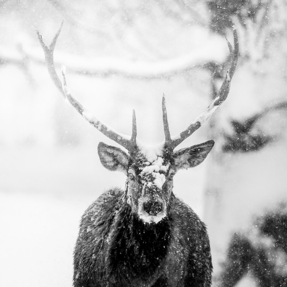 Male deer in heavy snow from Alexandru Handrache
