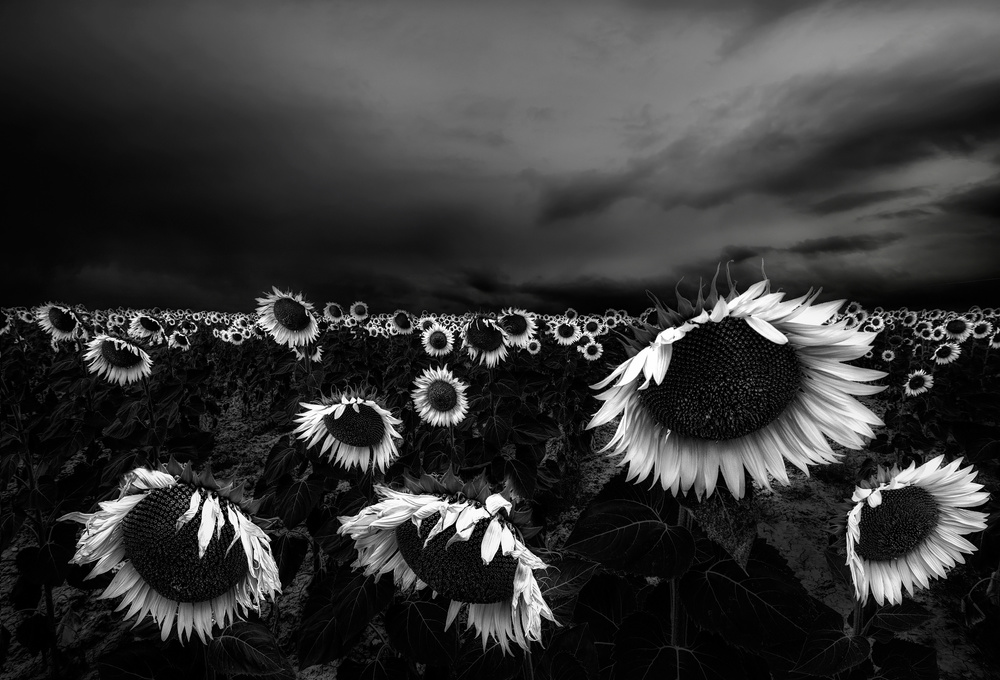 Sunflowers from Alfonso Novillo