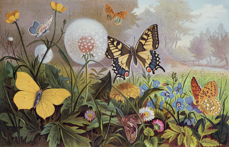 Butterflies, illustration from an Hungarian natural history book, c.1900 (colour litho) from Alfred Brehm