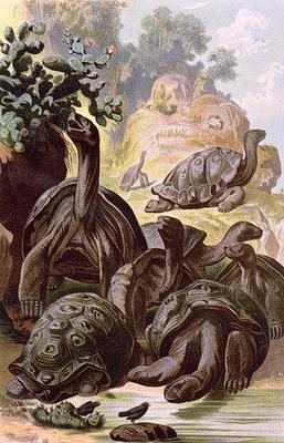 Giant Tortoises from the Galapagos Islands, from a natural history book, 1887 (colour litho) from Alfred Brehm
