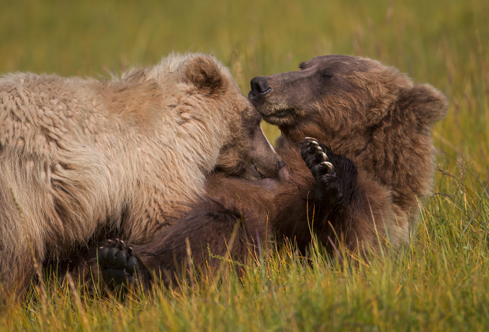Mother and Cub from Alfred Forns