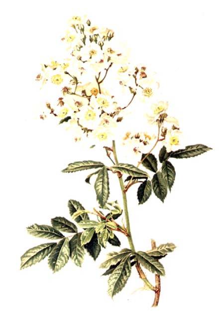 Rosa multiflora from Alfred Parsons