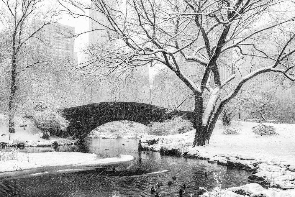 central park snow from Alice Sheng
