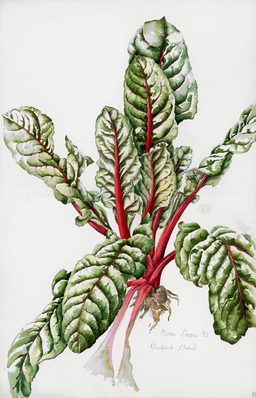 Rhubarb Chard, 1992 (w/c on paper)  from Alison  Cooper